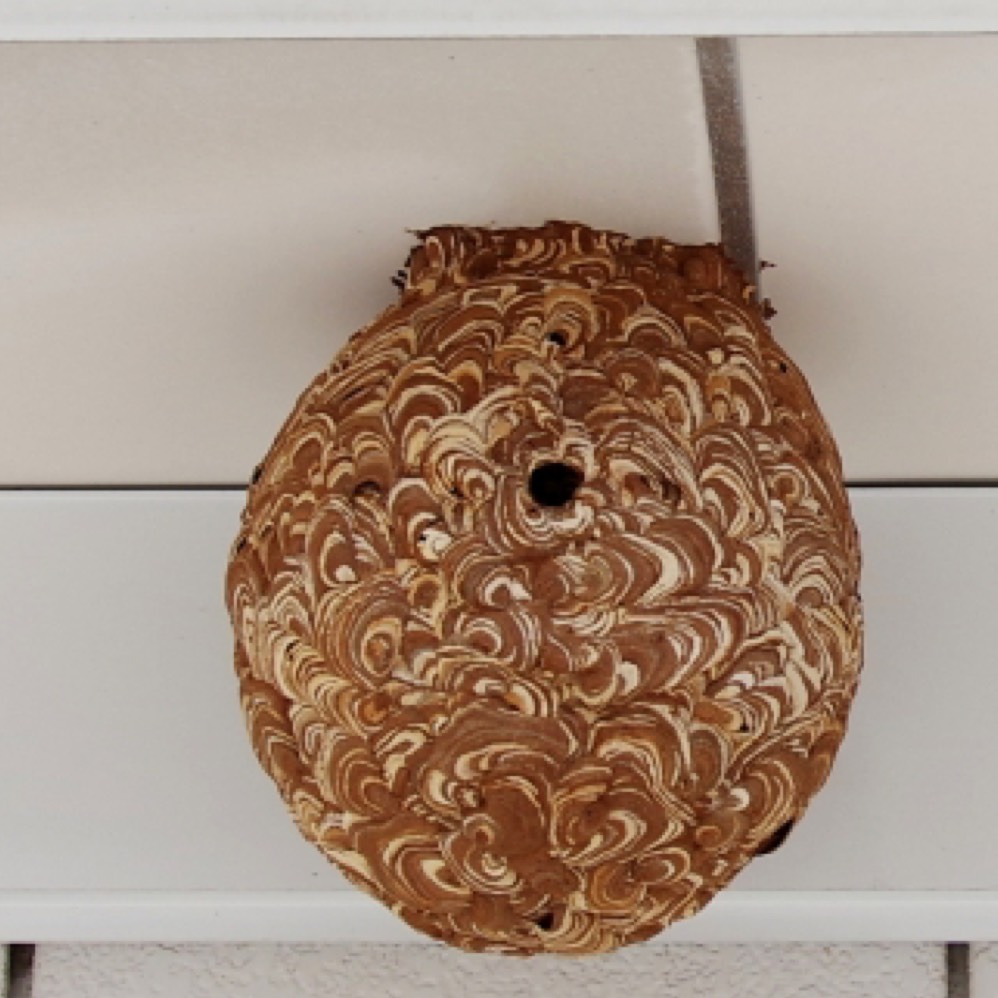 ハチの巣駆除・撤去