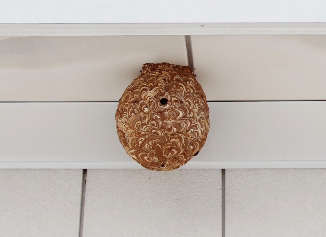 害虫駆除 ハチの巣駆除