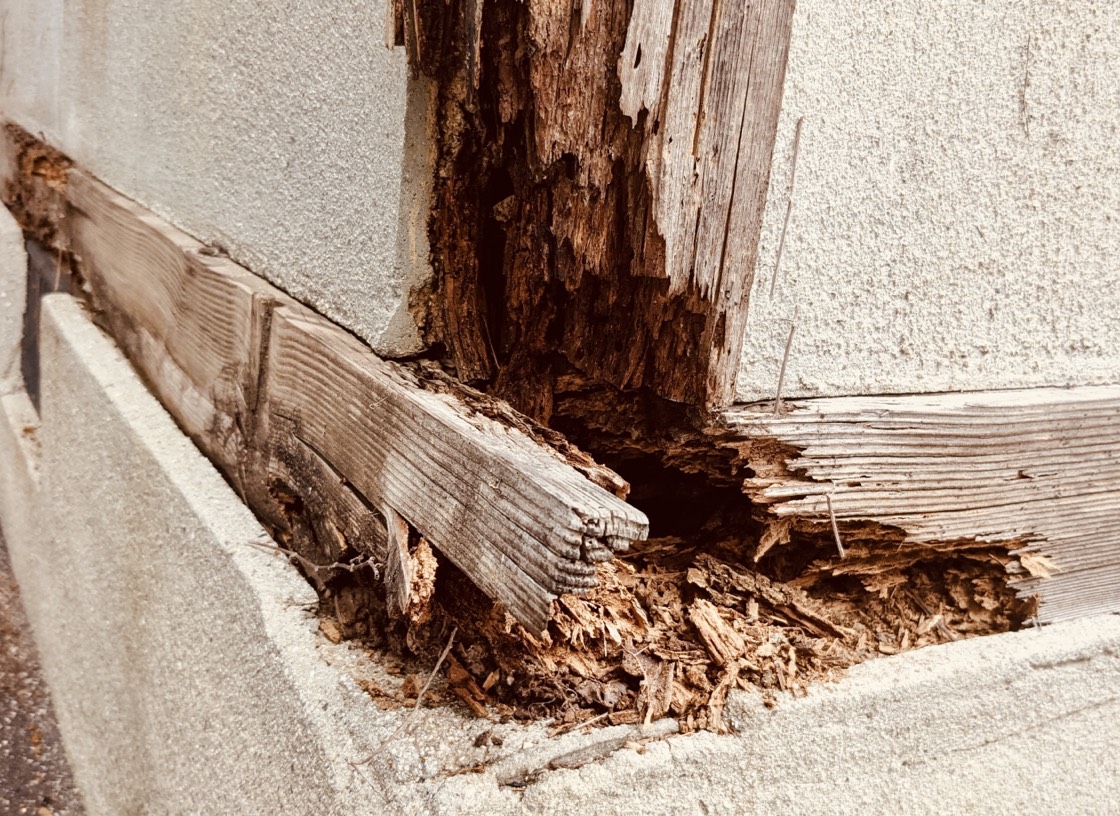 害虫駆除 シロアリ駆除・予防