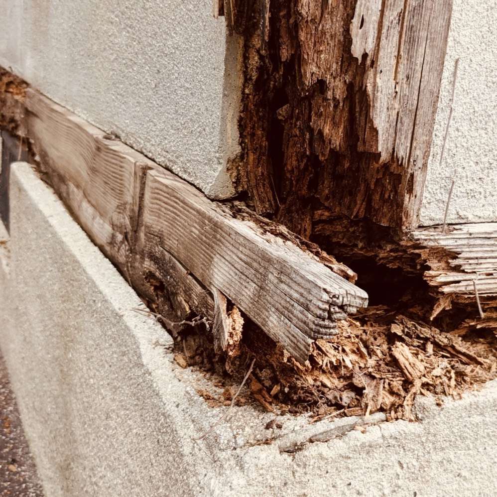 シロアリ退治・駆除